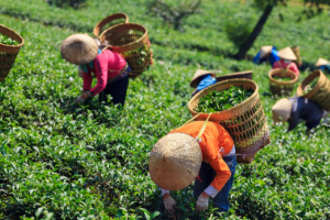 Foto Servidores públicos vinculados ao INCRA atuam em condições precárias de trabalho